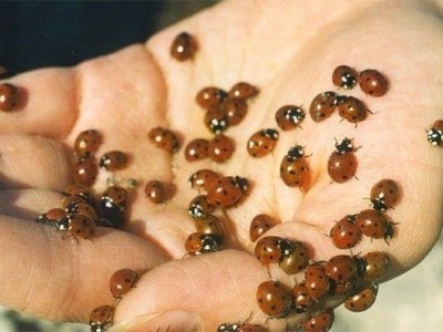 Journal: Ladybugs